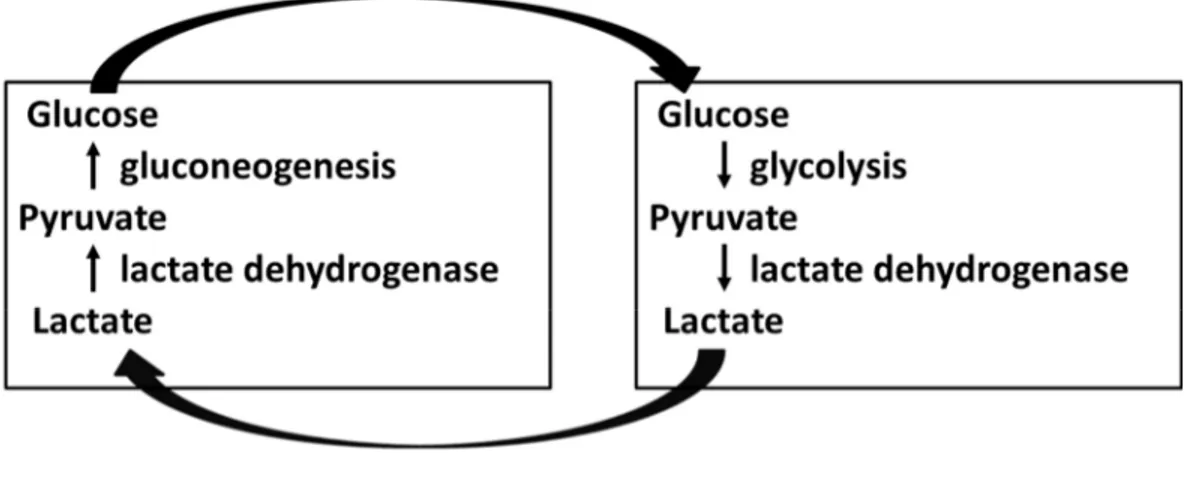 Figure 7. The Cori cycle. Explanations are given in the text. 