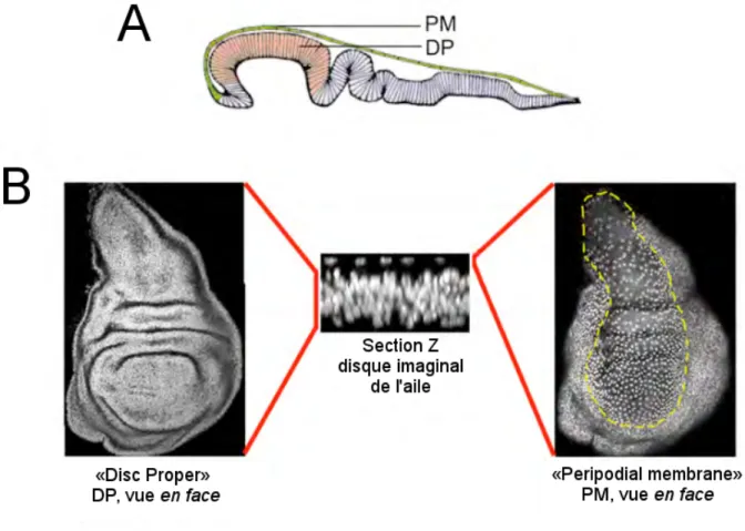 Figure 2 - Le disque imaginal de l’aile de Drosophila 