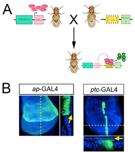 Figure 3 - Le système GAL4-UAS 