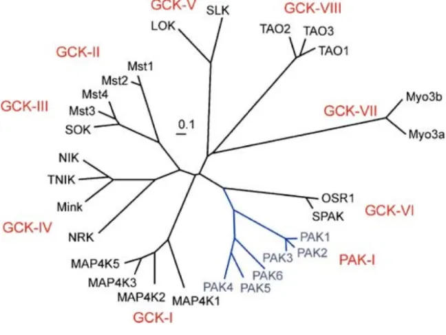 Figure 4 - Arbre des kinases Ste20. 