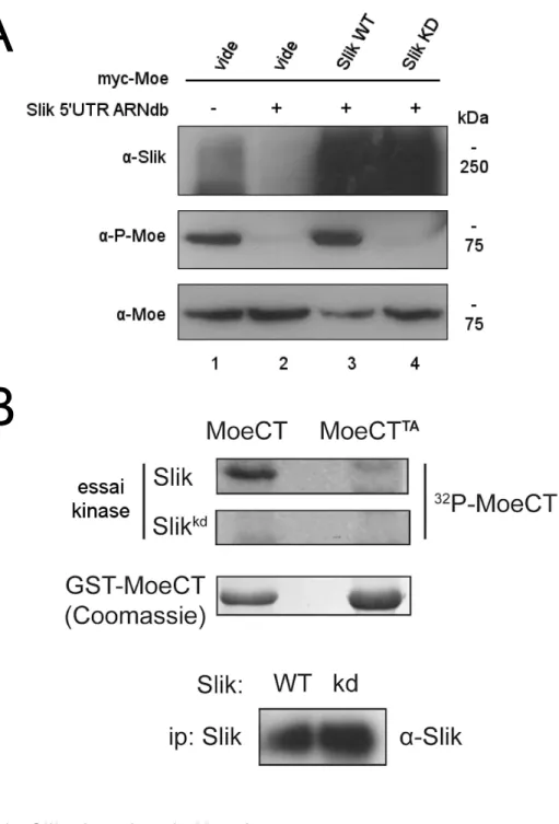 Figure 6 - Slik phosphoryle Moesin. 