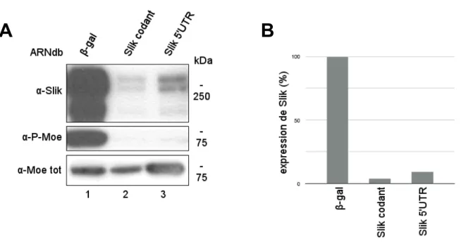 Figure 9 - ≪ Knockdown ≫ de Slik. 