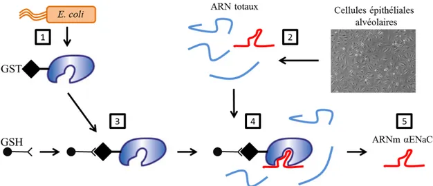 Figure 16. Isolation de l’ARNm αENaC liant des protéines liant l’ARN par  chromatographie d’affinité 