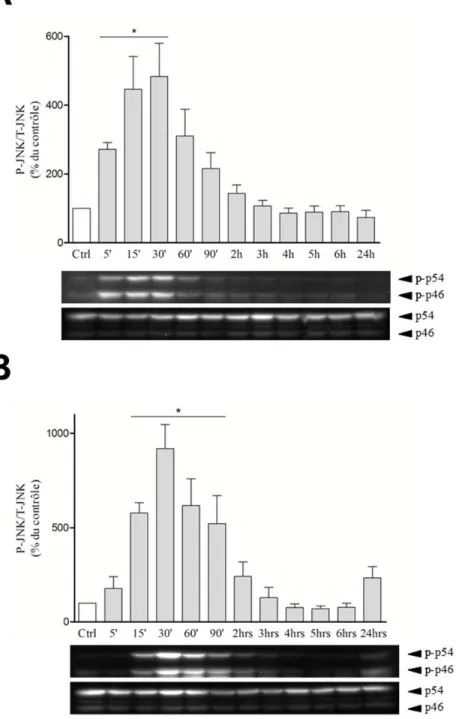 Figure 24. Activation de la voie de signalisation des SAPK JNK1-2/3 par la  cycloheximide et les LPS