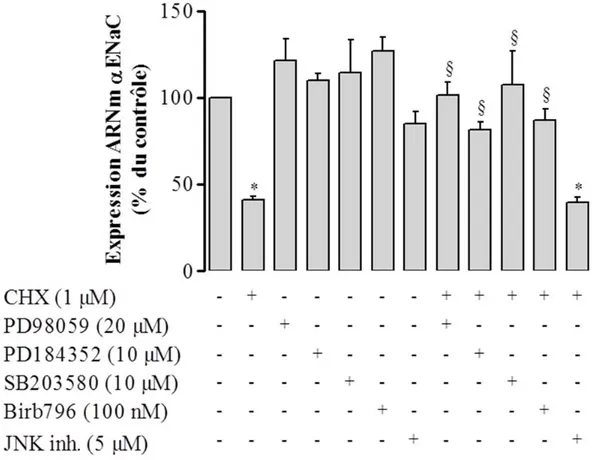 Figure 26. Effets des inhibiteurs de MAPK sur la modulation de l’expression de l’ARNm  αENaC par la cycloheximide