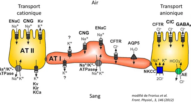 Figure 5. Canaux et transporteurs impliqués dans le transport ionique alvéolaire. 