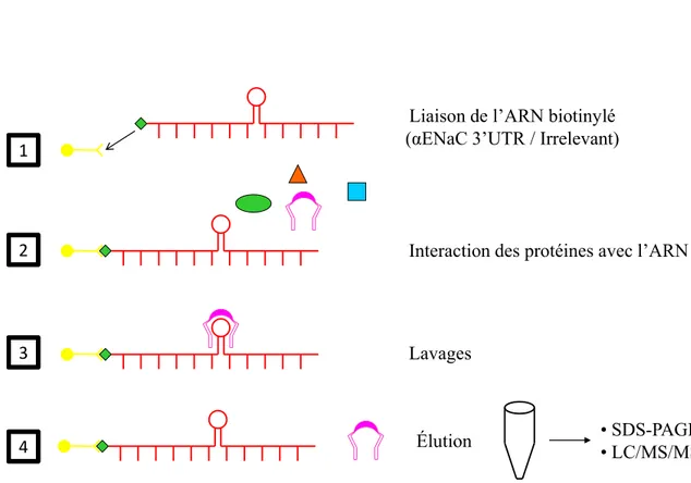 Figure 15. Isolation des protéines liant l’ARN par chromatographie d’affinité  • SDS-PAGE • LC/MS/MS1234