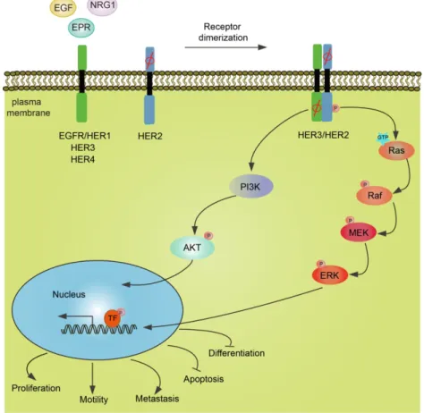 Figure 1.2 Schematic representation of HER receptors-mediated downstream signaling  pathways