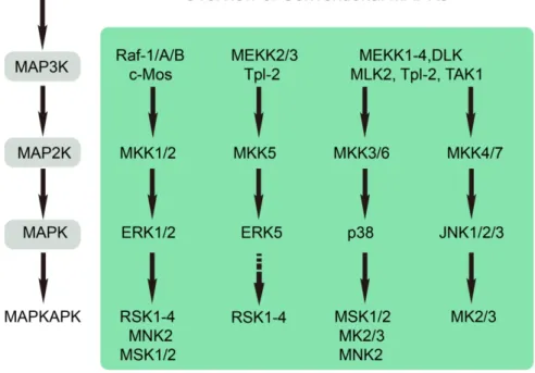 Figure 1.4 Activation of the conventional MAPK-mediated signaling pathways results in the  phosphorylation of MAPKAPKs