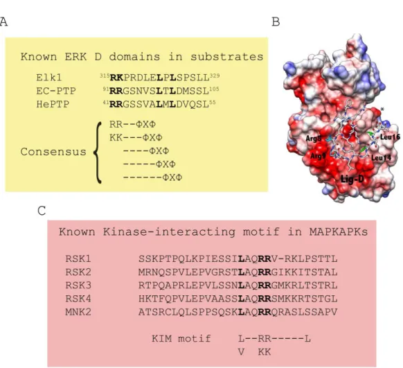 Figure 1.5 Alignment of MAPK-binding domains in substrates and molecular model of  Lig-D bound to ERK2