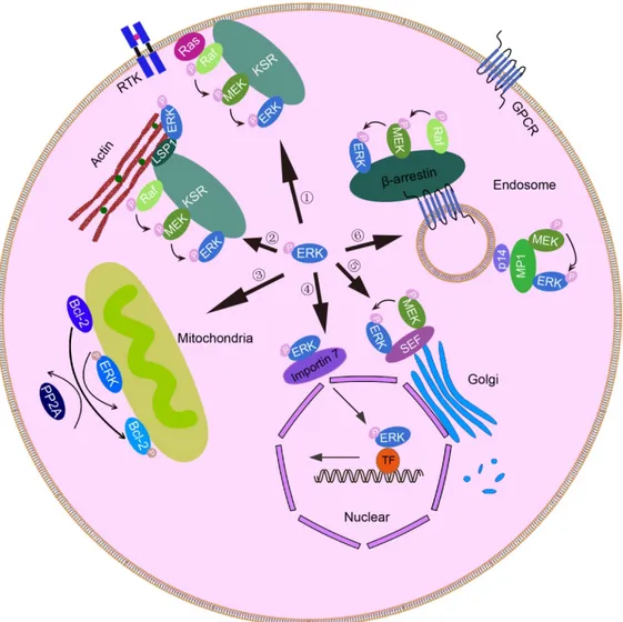 Figure 1.6 Simplified overview of phosphorylated ERK1/2 (p-ERK1/2) and their  substrates localization in distinct cellular compartments