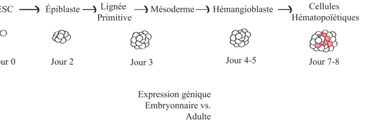 Figure 1.4: Différenciation des ESC en corps embryoïdes (EB).