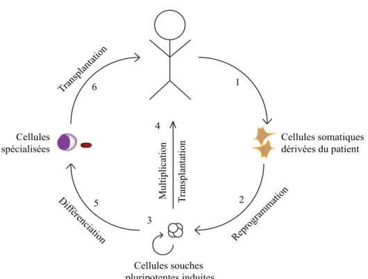 Figure 1.5: Cellules souches pluripotentes induites.