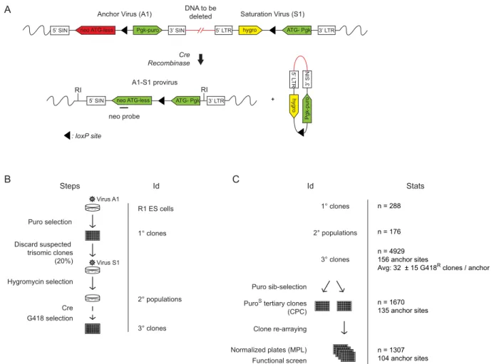 Figure 2.1: Creation of DelES resource. 