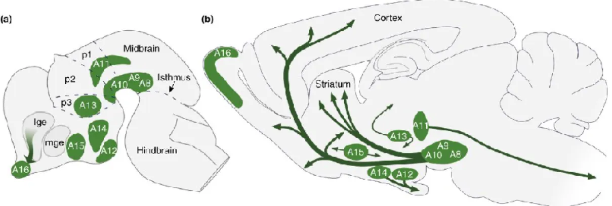 Figure 3.  Distribution des noyaux catécholaminergiques et de leurs projections (flèches) chez le  rongeur chez l’embryon (a) et dans le cerveau adulte (b) (Björklund and Dunnett, 2007)