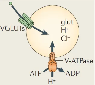 Figure  6.    Mécanisme  du  transporteur  vésiculaire  de  glutamate  (El  Mestikawy  et  al.,  2011)