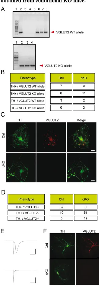 Figure 2. Absence of VGLUT2 prevents glutamate release from cultured dopamine neurons  obtained from conditional KO mice