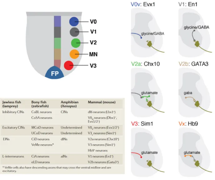 Figure 3. Functional neuron classes in the vertebrate spinal cord. 