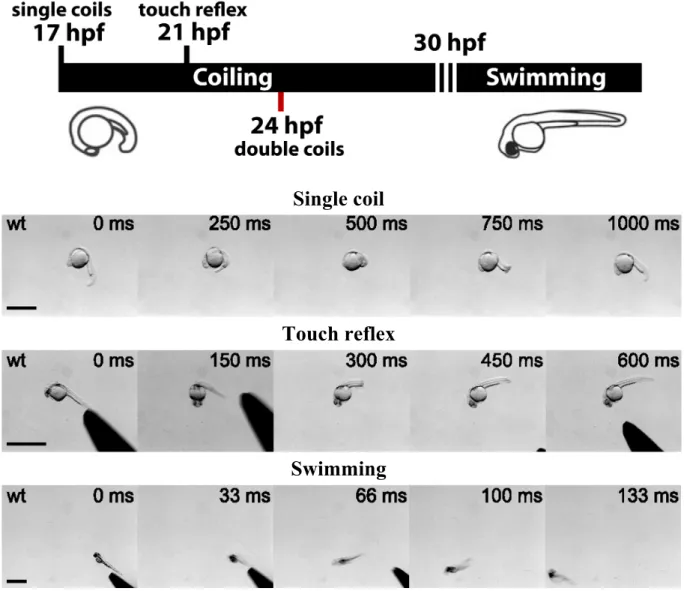 Figure 4. Overview of embryonic zebrafish behaviors.  