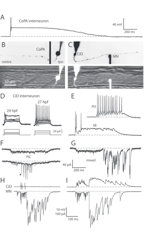 Figure 7. Glutamatergic CiD interneurons are highly active at early embryonic stages  and in contrast to CoPAs fire bursts of action potentials during spontaneous behaviors