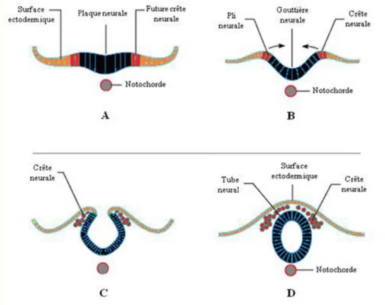 Figure  1.  Représentationschématique  des  étapes  de  fermeture  de  tube  neural.  La  plaque  neurale se forme (A), suivie par l’élévation de ses bords avec la formation des plis neuraux  (B)