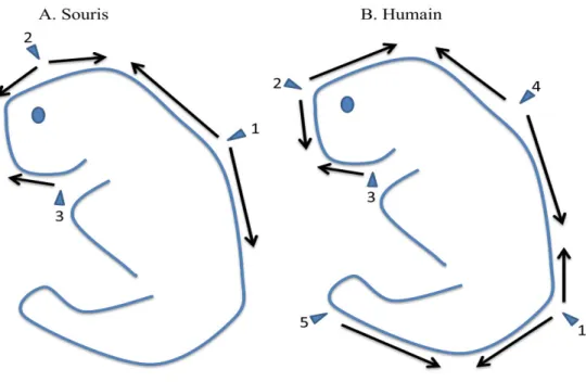 Figure  4.  Schéma  des  différents  points  d’initiation  de  fermeture  du  tube  neural  chez  A)  la  souris et B) l’humain