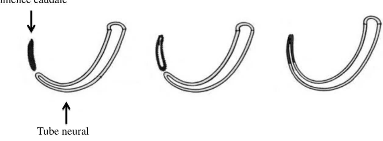 Figure 5. Schéma représentatif des étapes de la neurulation secondaire. L’éminence caudale  subit  un  processus  de  canalisation  et  se  lie  au  canal  neural  engendrant  le  tube  neural  sacrocaudal