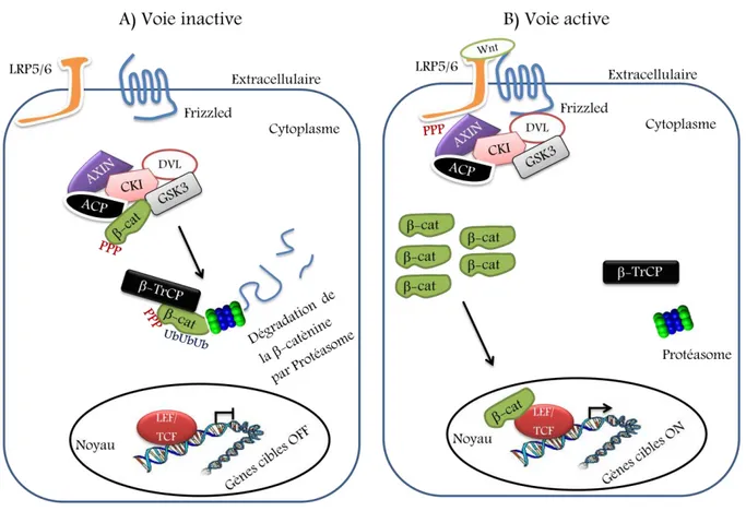 Figure  6.  Diagramme  représentatif  du  mécanisme  de  la  voie  de  signalisation  canonique  (Wnt/ -caténine)