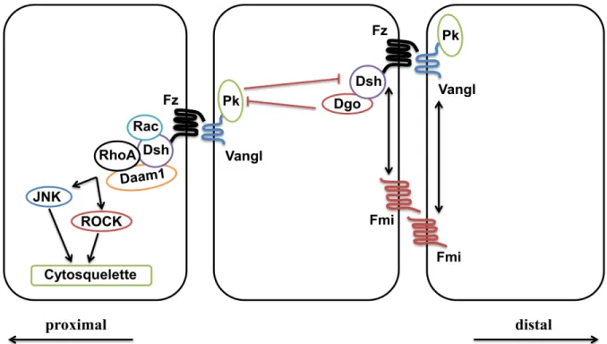 Figure  8.  Schéma  représentatif  desprotéines  centrales  de  la  voie  de  signalisation  PCP  ainsi  que les diverses  interactions qui s’y établissent