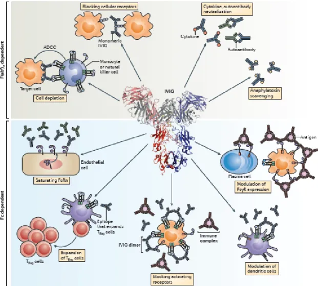 Figure  1.4.3 – Mécanismes  d’action  des  IVIG  dépendant  des  fragments  F(ab') 2   et  Fc