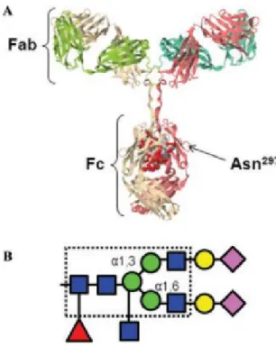Figure 1.4.4 - IgG et la structure du glycan Fc. (A) La structure en forme de  Y de l’anticorps humain b12 IgG1 (numéro PDB 1HZH montrée en utilisant  FirstGlance  dans  Jmol)