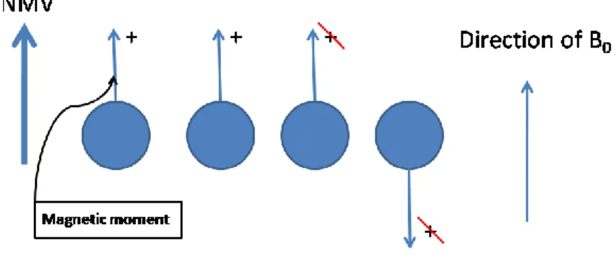 Figure 4.1.  The Net Magnetic Vector (NMV) is the sum of all the Magnetic moments aligned  parallel with the direction of the Magnetic Field (B 0 ), minus those aligned anti-parallel