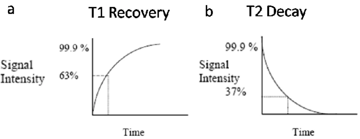 Figure 4.2. (a) T1 Recovery: time when 63% of the longitudinal magnetization has recovered
