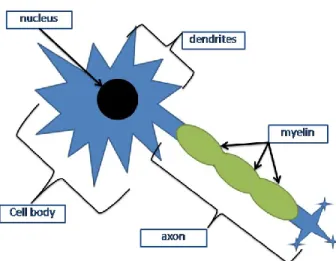 Figure 2.1. Representation of a neuron composed a cell body, nucleus, several dendrites and a  myelinated axon