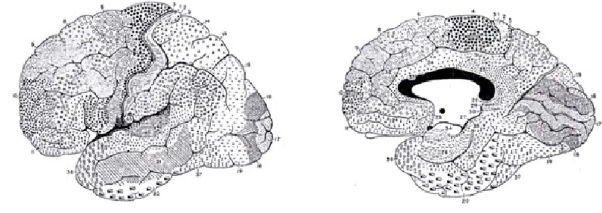 Figure  2.3.  Lateral  and  median  view  of  the  Cortex  showing  several  cytoarchitectonic  areas  (adapted from Brodmann, 1909)