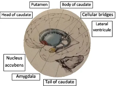 Figure  2.4.    Lateral  view  showing  basal  ganglia  (subthalamic  nucleus,  substantia  nigra  and  globus pallidus are not shown), amygdale, and lateral ventricle of the left hemisphere (adapted  from Blumenfeld, 2010, p.690)