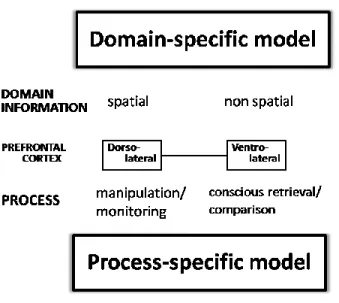 Figure  2.6.  Diagram  comparing  the  Domain-specific  model  developed  byGoldman-Rakic  (1995) and the Process-specific model developed by Petrides (1995)