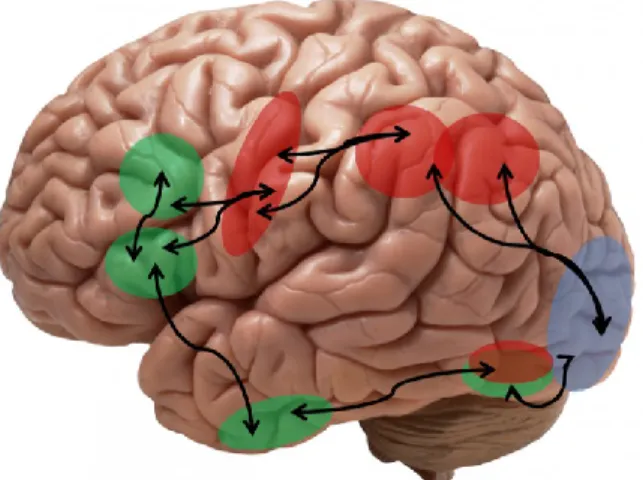 Figure 2.8. A neurocognitive framework for language during word reading. The components  of the semantic pathway (areas 9, 20, 37, 38, 45, 46 and 47) are shown in green and those of a  phonological pathway (areas 6, 8, 37, 39, 40 and 44) are shown in red