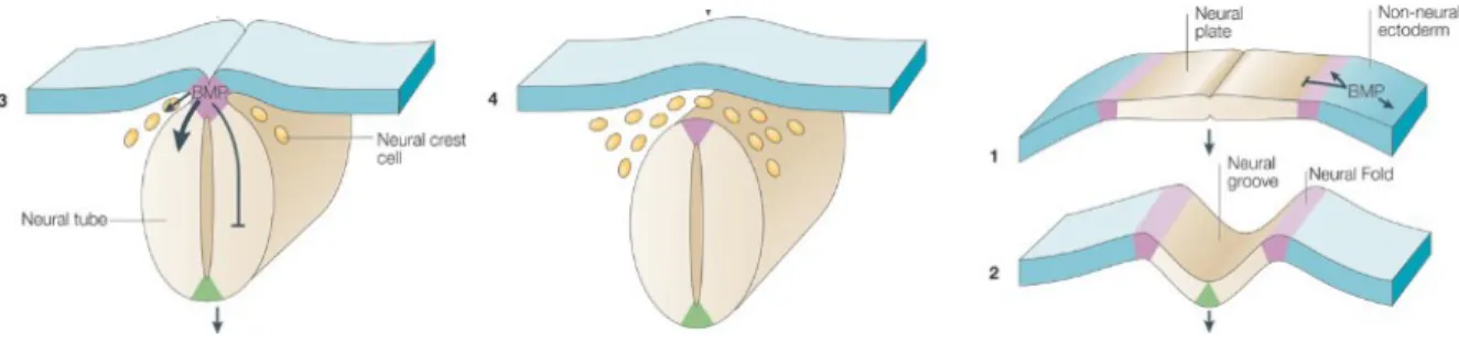 Figure 1 – Les différentes étapes de la neurulation.  