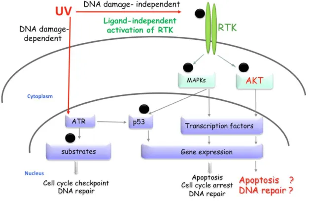 Figure 1: Représentation schématique de l’activation des voies de signalisation par les  UV: la réponse aux UV 
