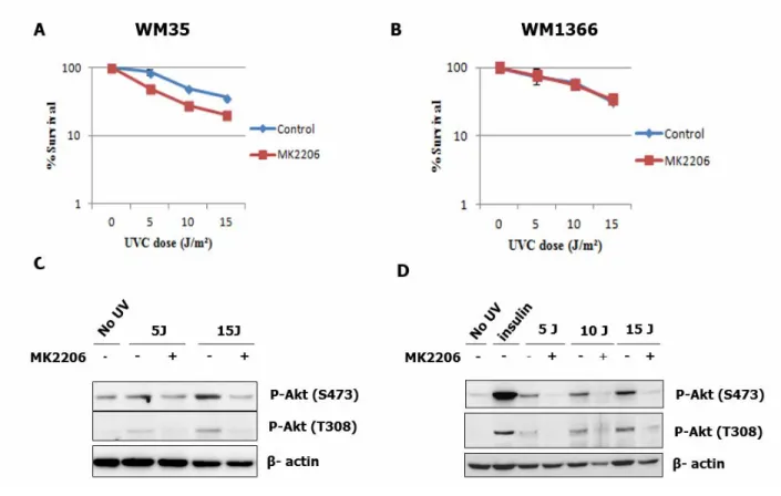 Figure 7: Capacité de survie cellulaire aux UV des cellules de mélanome suite à  l’inhibition pharmacologique de la voie PI3K/Akt