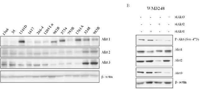 Figure 9 : Expression et inhibition des isoformes d’Akt (Akt1, 2 et 3) dans les lignées  cellulaires de  mélanome