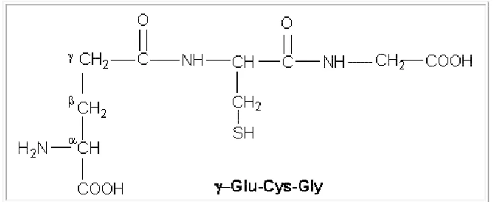 Figure 7 : Le glutathion. Le glutathion est un tripeptide composé de cystéine, de glutamine et de glycine : γ-Glu-Cys-Gly