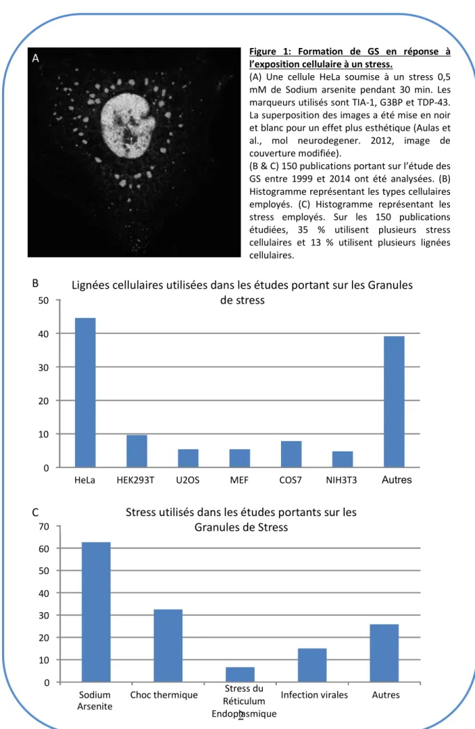 Figure  1:  Formation  de  GS  en  réponse  à  l’exposition cellulaire à un stress.