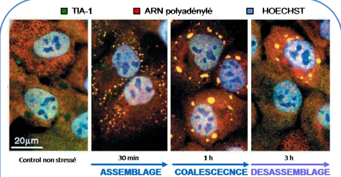 Figure 3: Cinétique de formation / désassemblage des GS. Inspiré de Anderson, et al . 2002 [61]