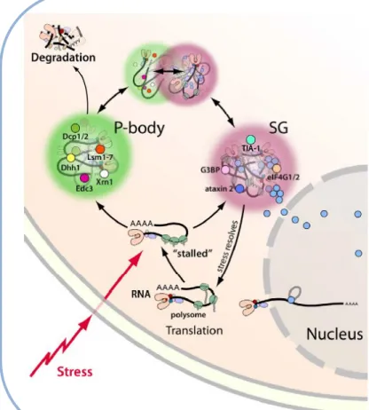 Figure  4.  Les  GS  et  les  PB  sont  des  site de triage de l’ARN. Inspirée de Li, 
