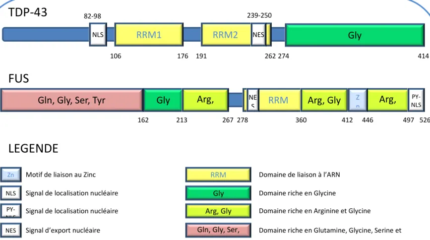 Figure 7: Structure protéique de TDP-43 et de FUS 