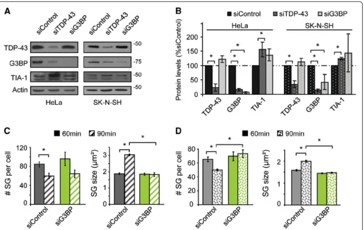 Figure 2 The TDP-43 target gene G3BP is required for SG assembly. (A) Western blot to confirm efficacy of indicated siRNAs in HeLa (left panel) and in SK-N-SH (right panel) cells