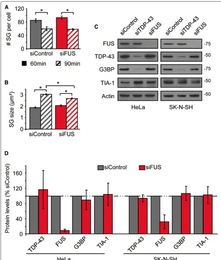 Figure 4 Endogenous FUS does not function in SG assembly in response to sodium arsenite