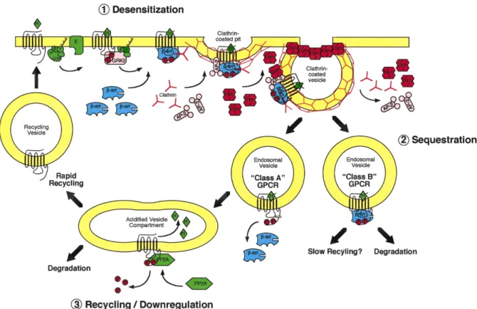 Figure  3.  Trafficking  of  GPCRs.  After  activation  of  the  GPCR,  the  GPCR  kinase  (GRK)  phosphorylates the C-terminal of the receptor, leading to the recruitment of β-arrestin, and the  endocytic  machinery